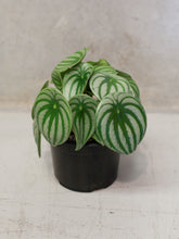 Load image into Gallery viewer, Watermelon Peperomia