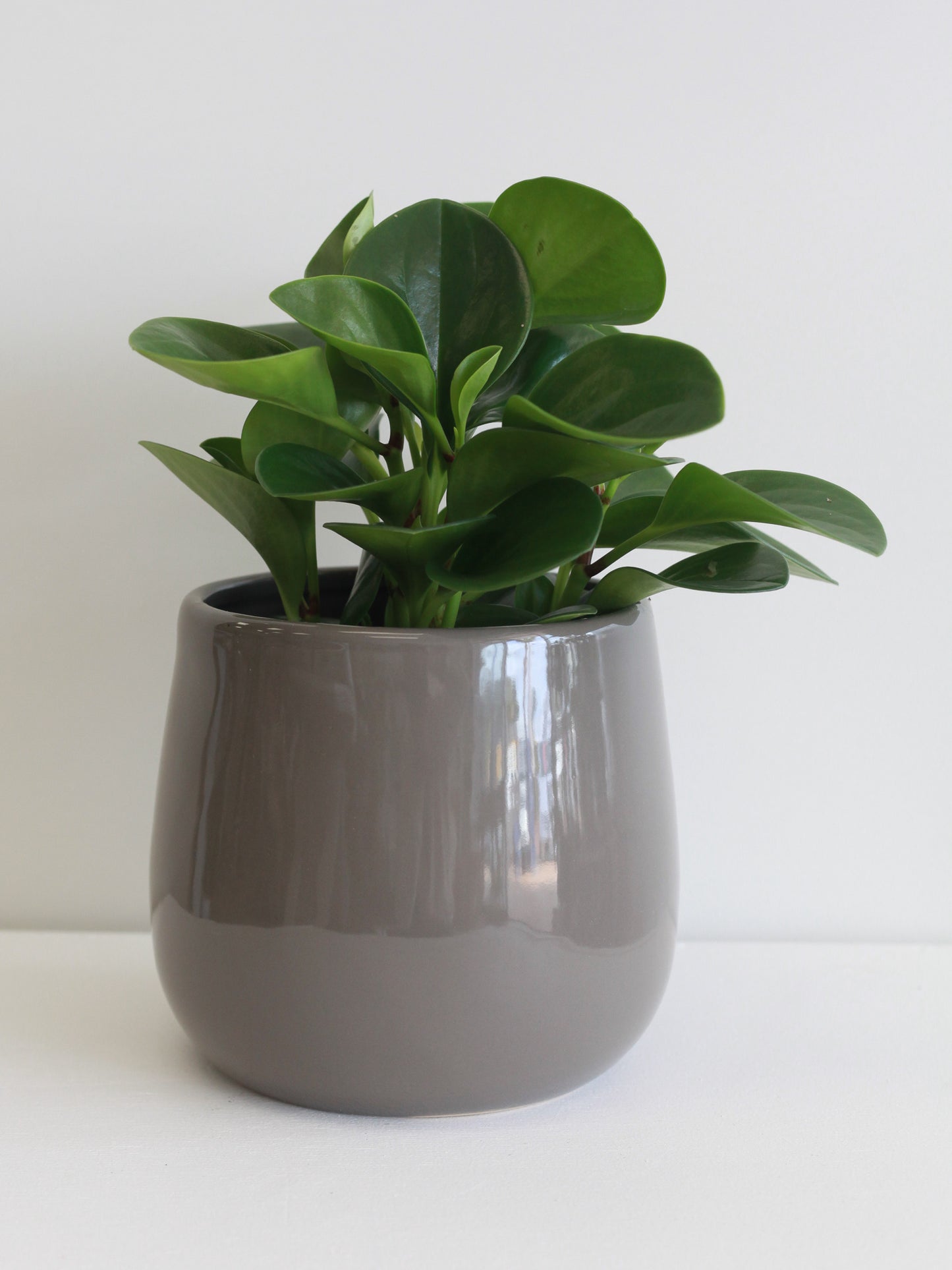 Peperomia Obtusifolia