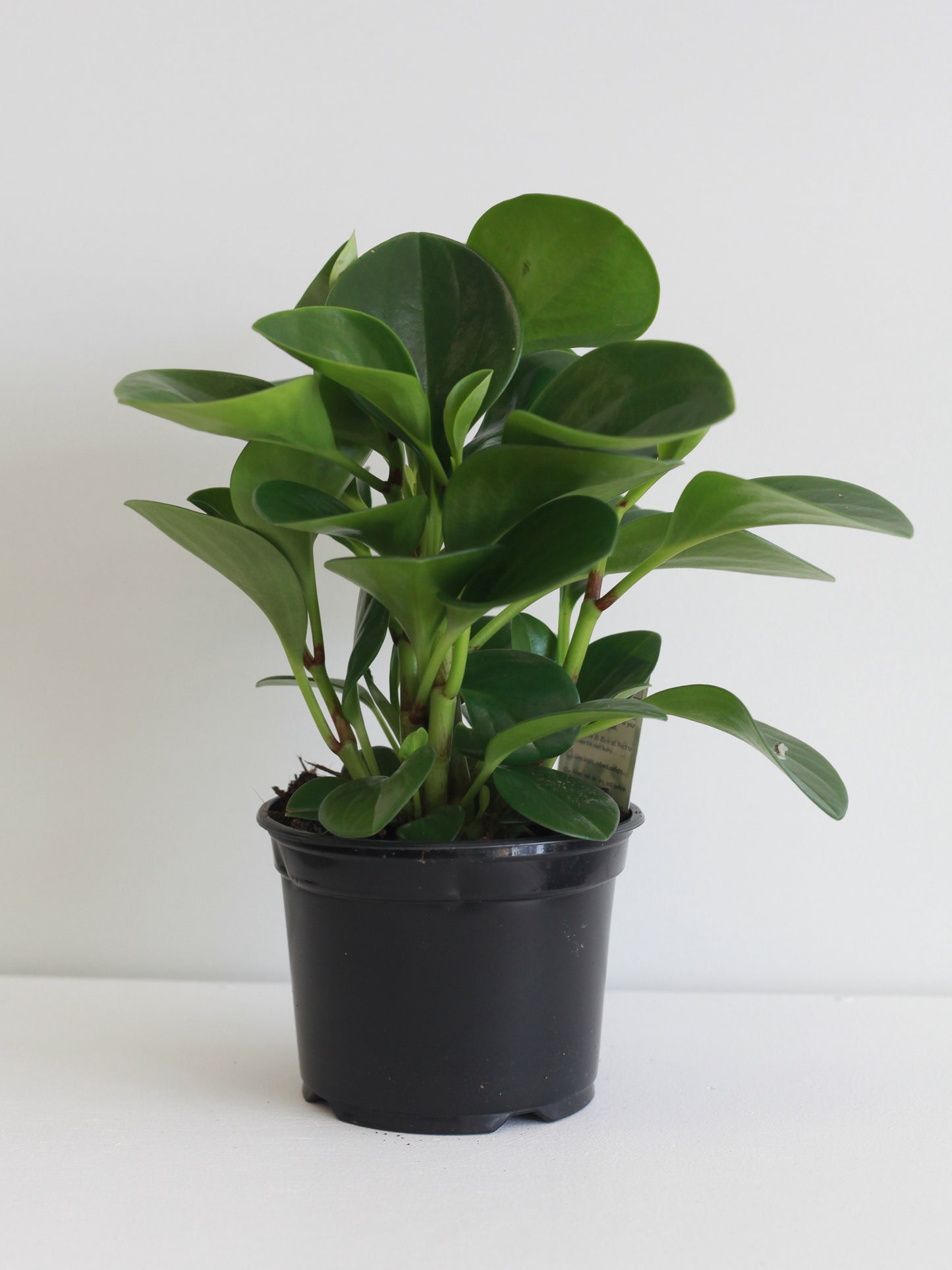 Peperomia Obtusifolia