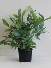 Load image into Gallery viewer, Phlebodium Blue Star Fern