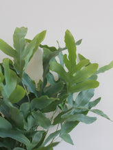Load image into Gallery viewer, Phlebodium Blue Star Fern