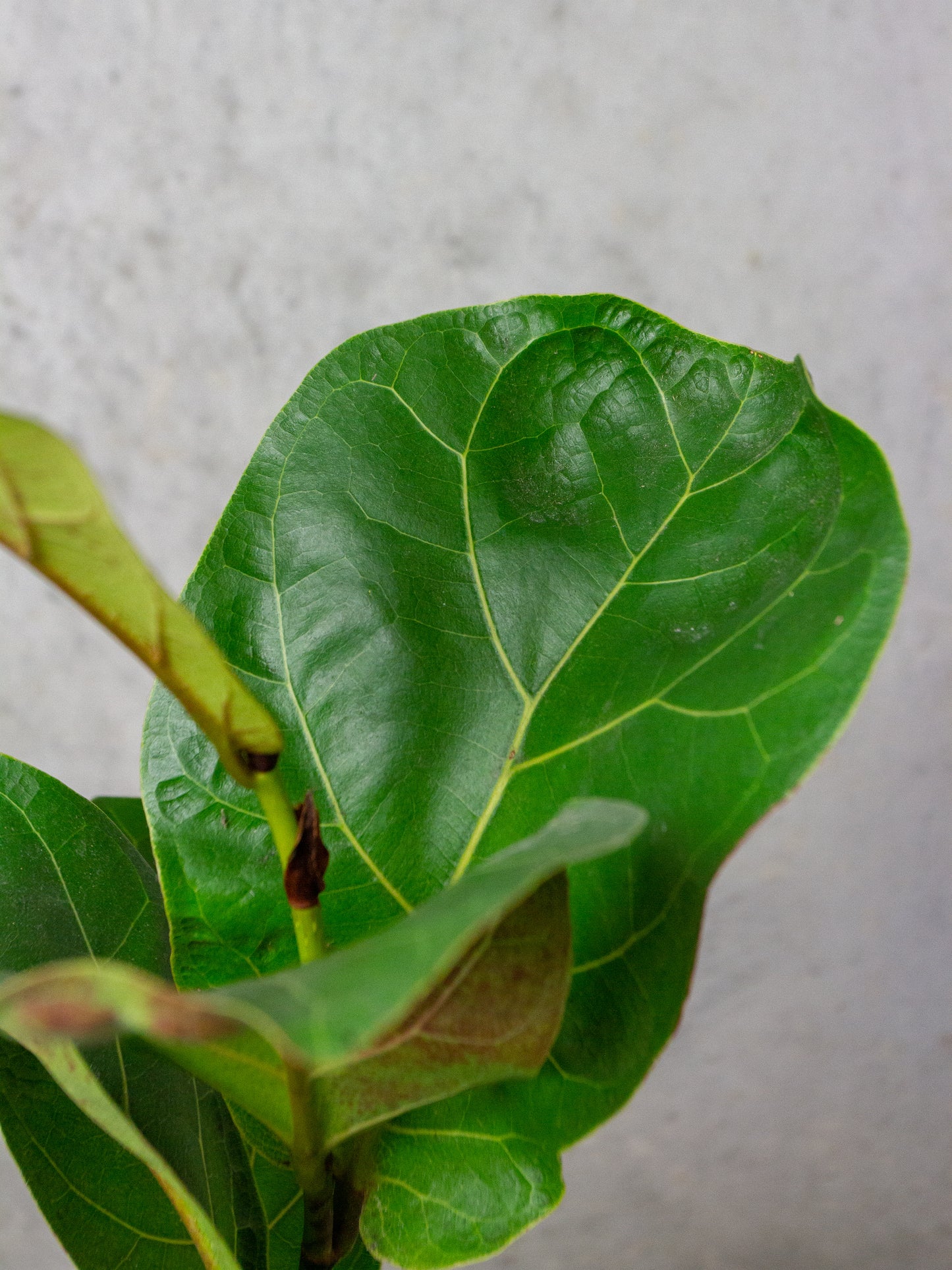 Ficus Lyrata Bambino