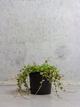Load image into Gallery viewer, Peperomia 'String of Turtles'