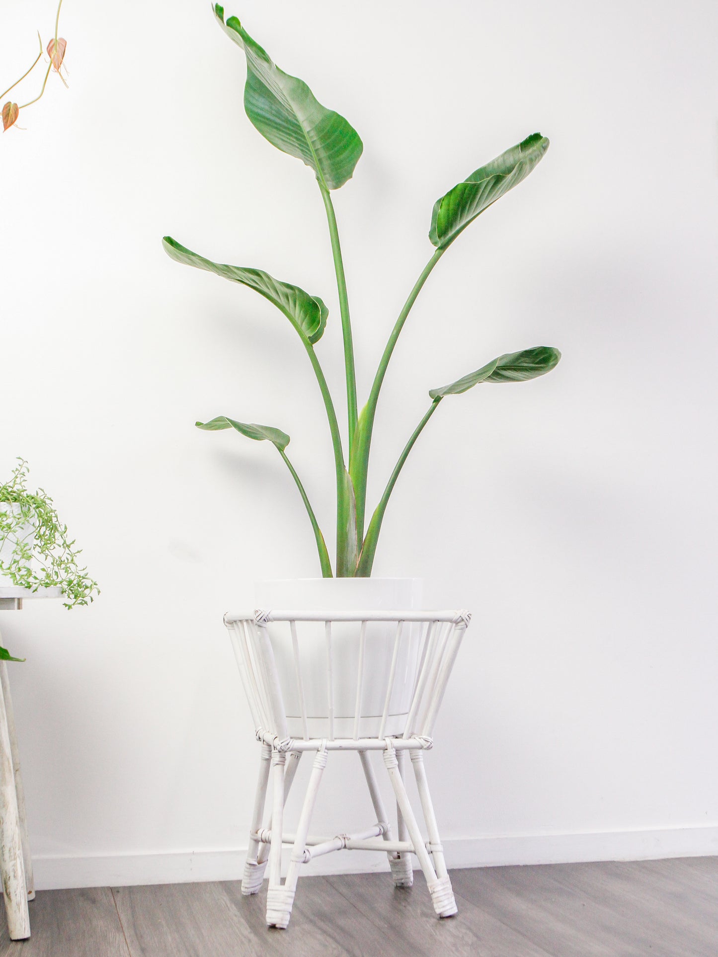 Victoria square plant stand