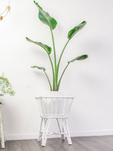 Load image into Gallery viewer, Victoria Square Plant Stand