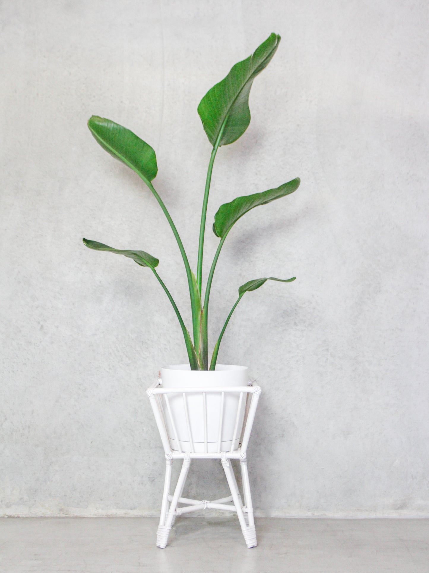 Victoria Square Plant Stand