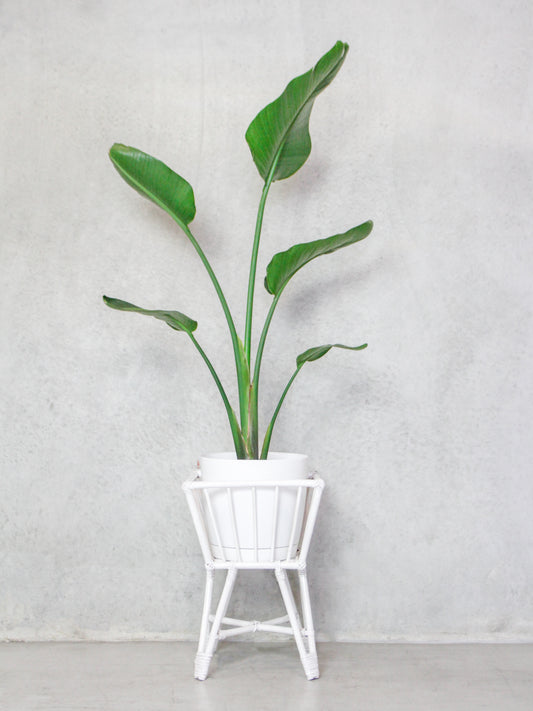 Victoria square plant stand