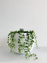 Load image into Gallery viewer, Senecio Rowleyanus 'String of Pearls'