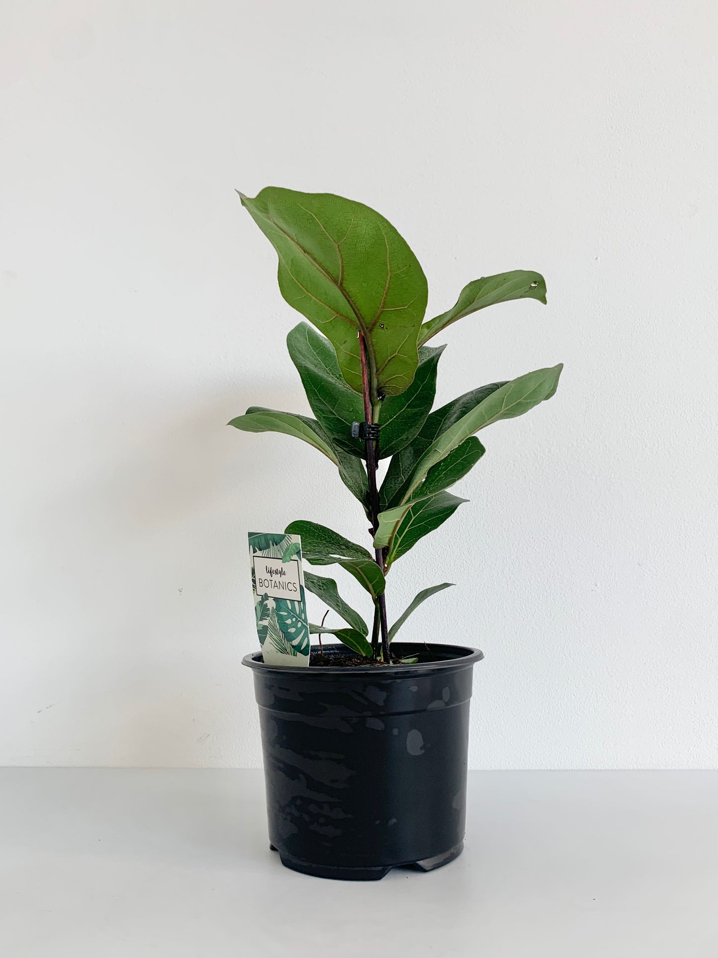 Ficus Lyrata Bambino