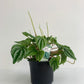 Peperomia Marmorata