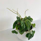 Peperomia Marmorata