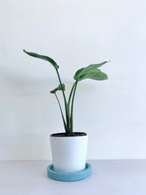 Load image into Gallery viewer, Concrete Saucer