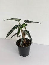 Load image into Gallery viewer, Alocasia Amazonica "Bambino"