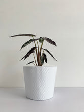 Load image into Gallery viewer, Alocasia Amazonica "Bambino"