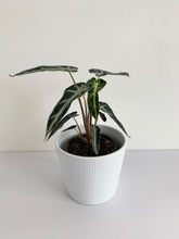 Load image into Gallery viewer, Alocasia Amazonica "Bambino"