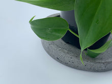 Load image into Gallery viewer, Concrete Saucer