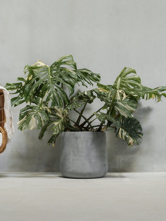2XL Monstera Thai Constellation